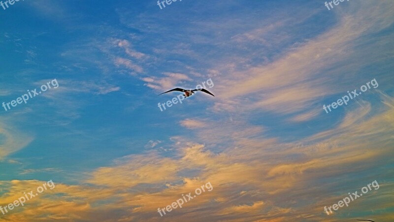 Animal Sky Nature Clouds Seagull