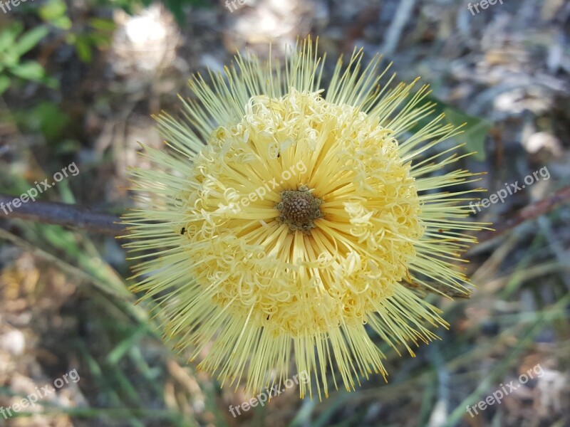 Banksia Yellow Flora Nature Flower