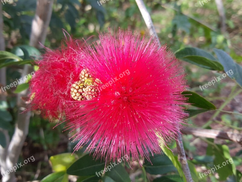 Fluffy Flower Australian Queensland Flora Flower