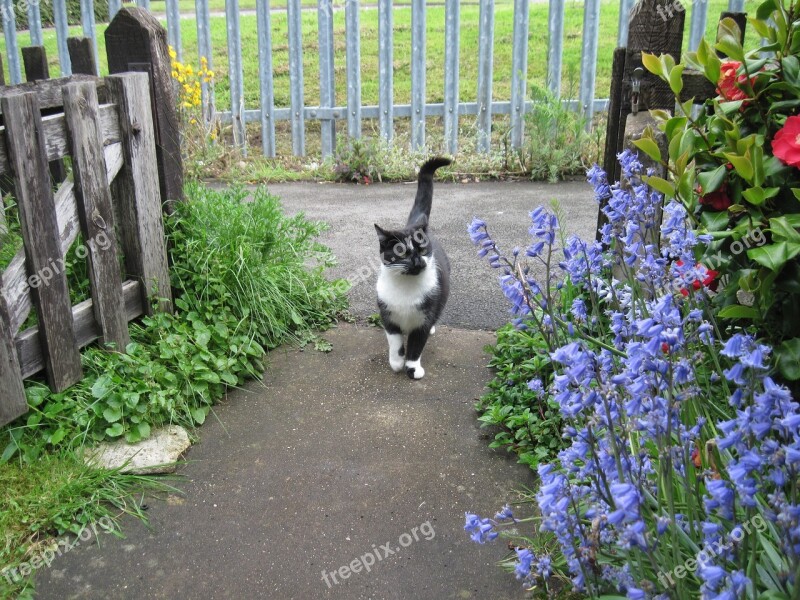 Cat Bluebells Red Camellia Enter Garden