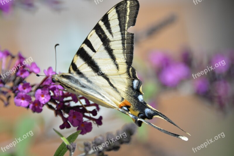 Butterfly Tigerprint Bug Animal Butterfly Park