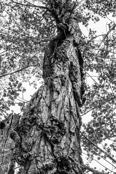 Tree Black White Nature Photography