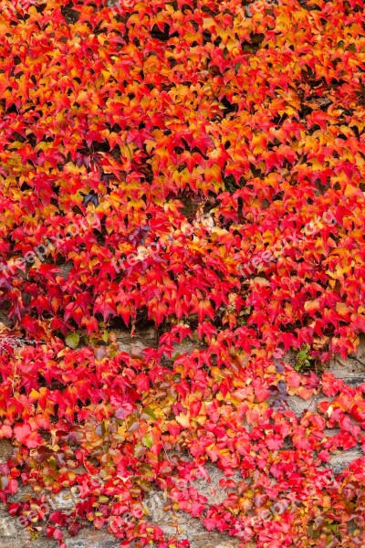 Ivy Autumn Red Wall Nature