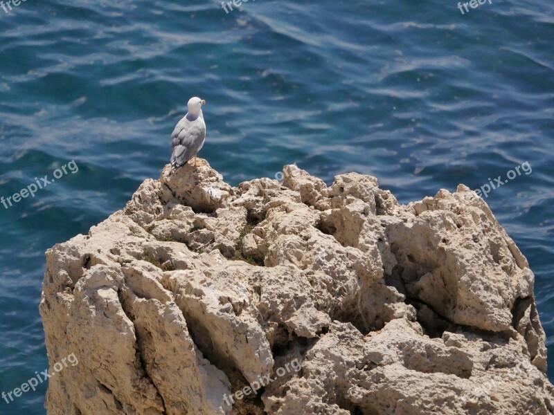 Sea Bird Nature Blue Natural