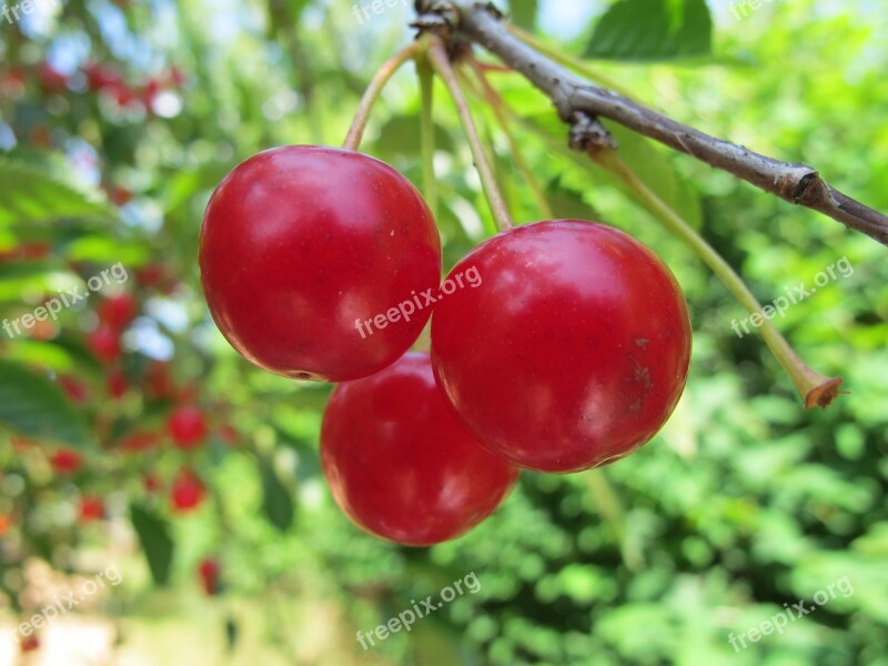 Cherries Fruit Garden Red Fruits Free Photos