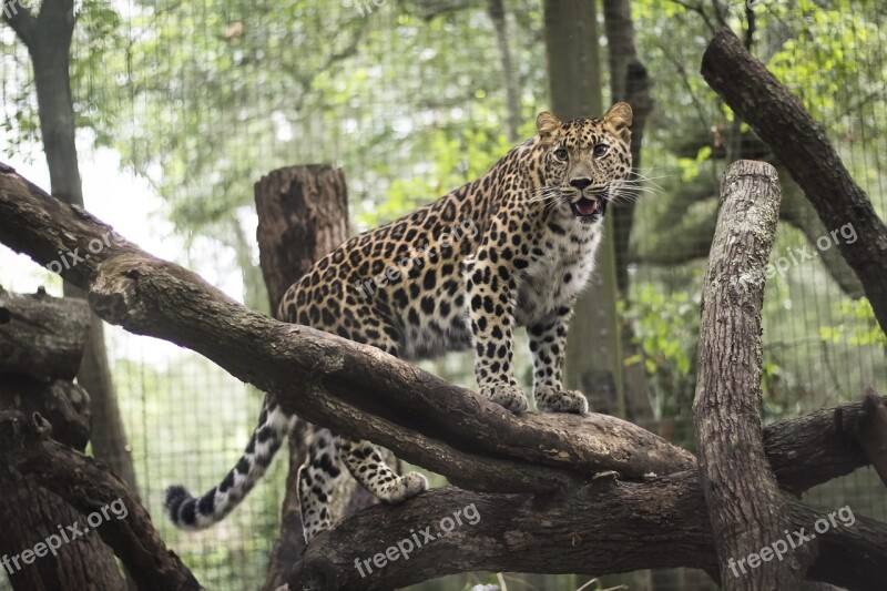 Leopard Aza Jacksonville Zoo Wild