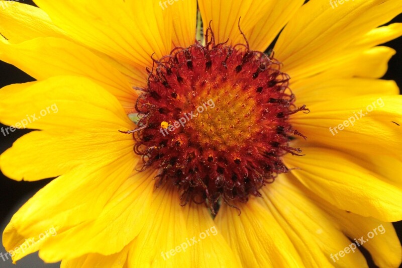 Sunflower Wildflower Indian Paintbrush Daisy Wild