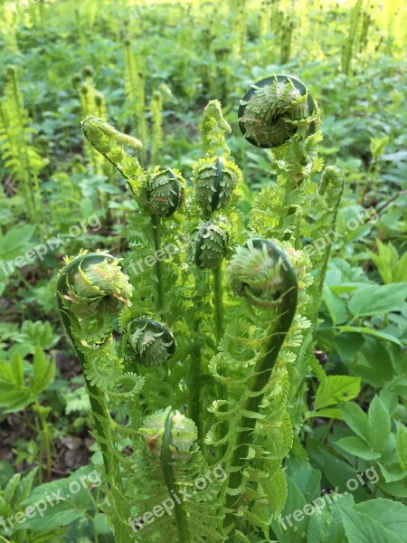 Forest Fern Rostock Nature Free Photos