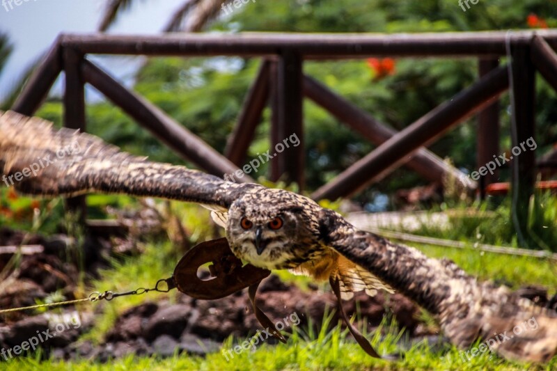 Flight Owl Nature Bird Flying