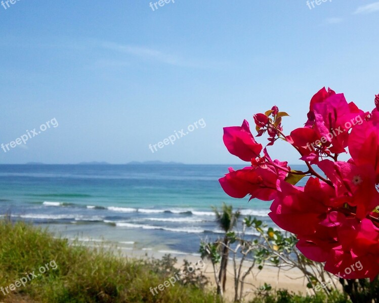 Bougainvillea Blue Sky Landscape Beach Sea