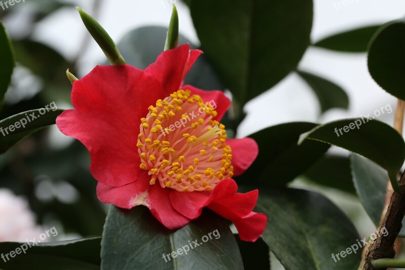 Flowers Camellia Rajec Jestrebi Red Free Photos