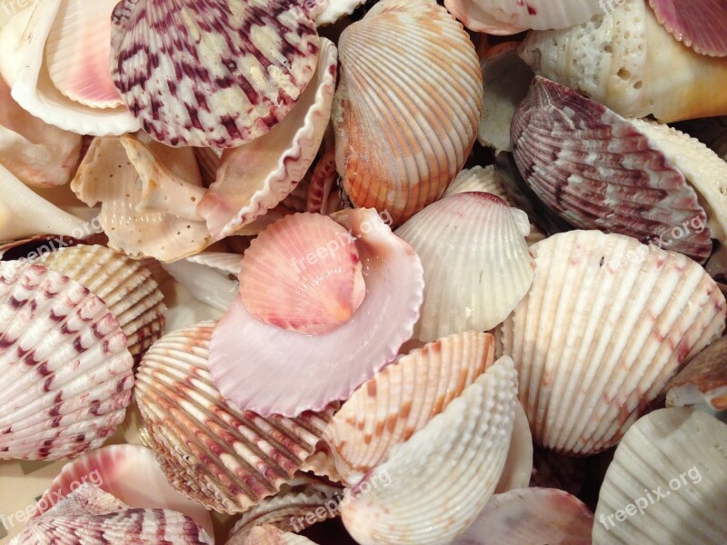 Sea Shells Shells Beach Ocean Free Photos