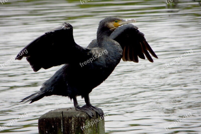 Bird Flies Lake Black Adler