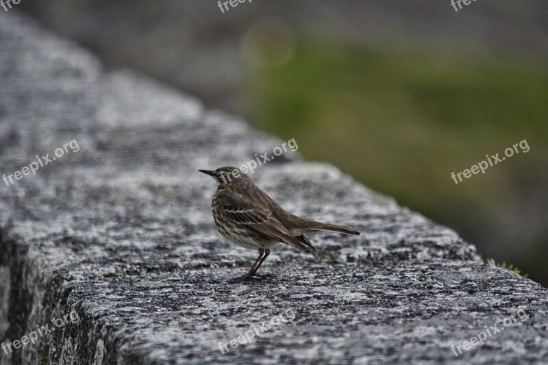 Bird Sparrow House Sparrow Nature Feathers