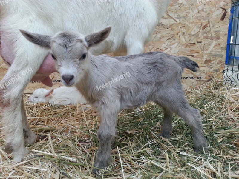 Goat Farm Animal Little Puppies