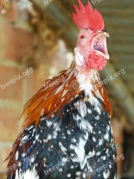 Gallo Quico Gallo Quiquiriquí Crowing Cockcrow