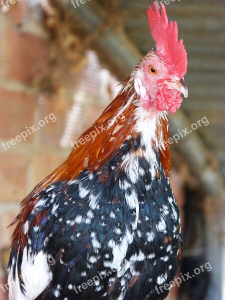 Gallo Quico Gallo Quiquina Quico Poultry