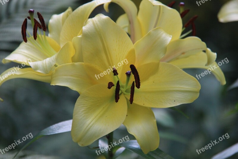 Flowers Nature Botanical Yellow Lily Free Photos