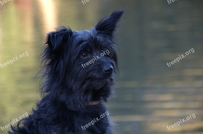 Dog Head Side Pet Dog Head