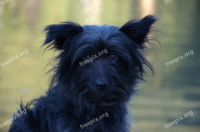 Dog Black Face Hybrid Pet