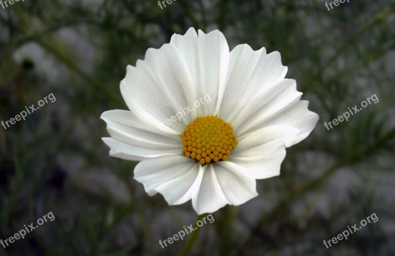 Flower Cosmos Cosmea Cosmos Bipinnatus Macro