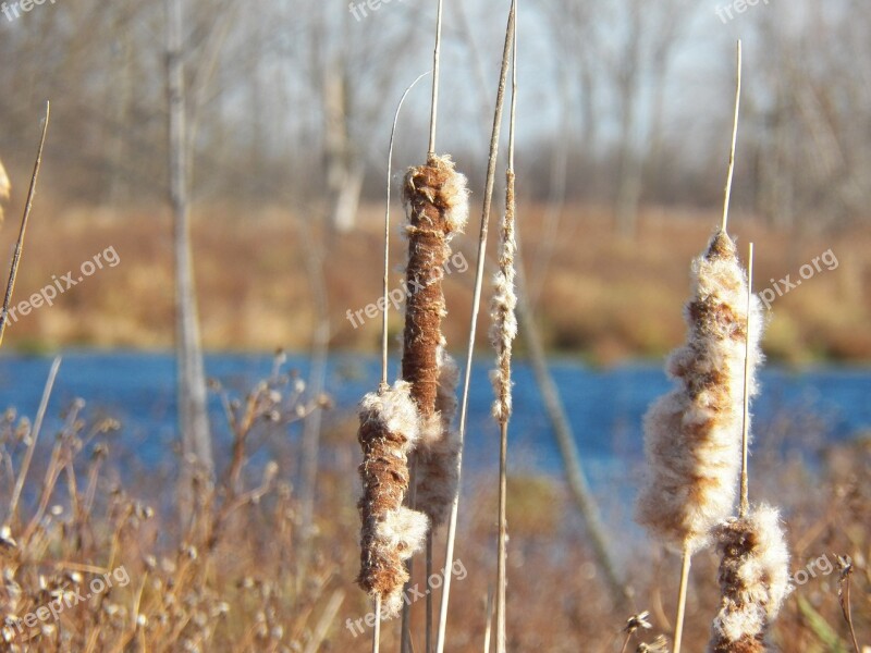 Autumn Cattails Reed Nature Plant