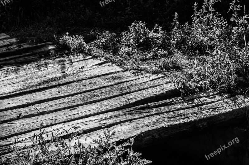 Tree Black And White Nature Photography Black White