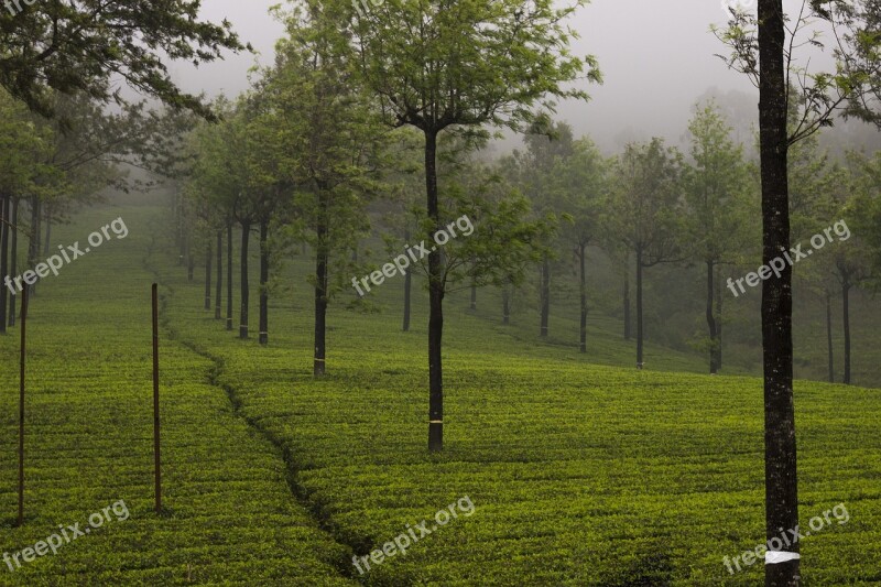 Tea Garden Tea Munnar India Garden