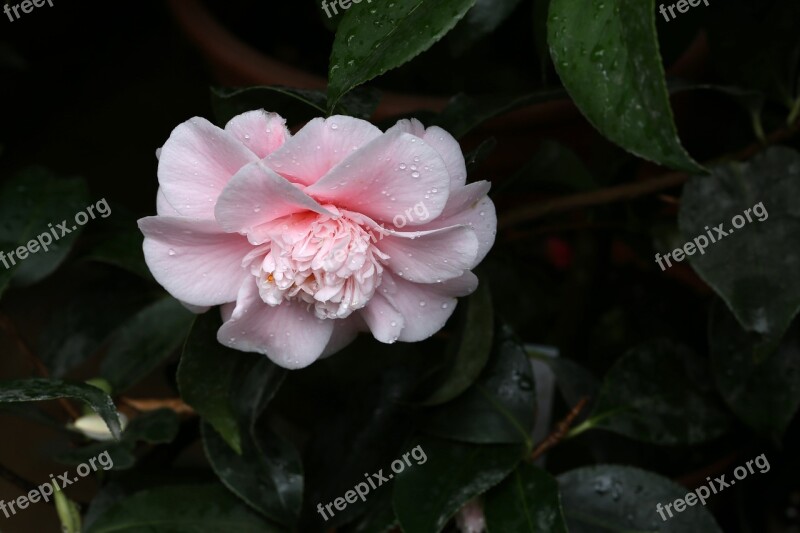 Flowers Camellia Rajec Jestrebi Free Photos