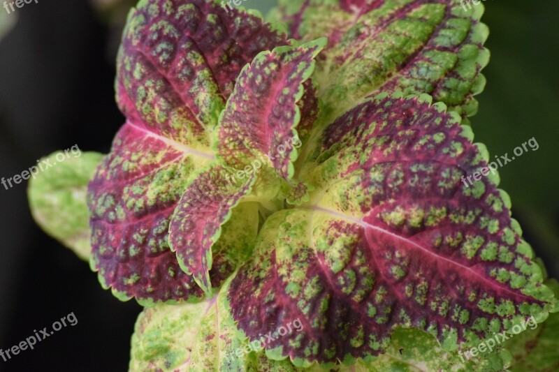 Ornamental Perilla Colorful Double Leaf Plant Green