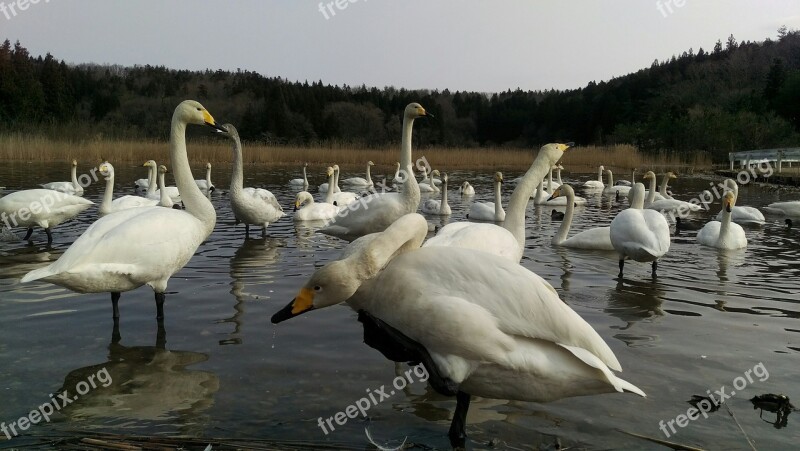 Swan Wild Birds Wild Animal Natural Winter Messenger