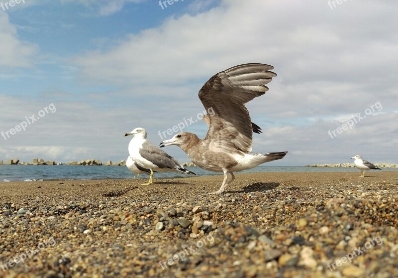 Sea Beach Sea Gull Young Bird Wild Birds