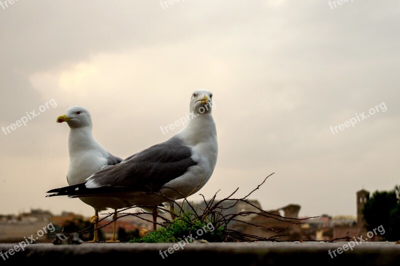 Seagull Bird Beak Ali Feather