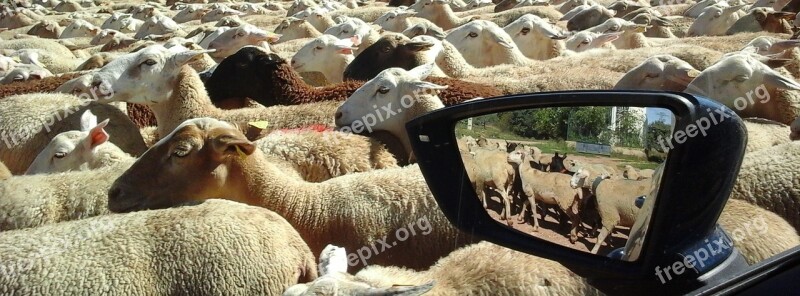 Sheep Marabunta Car Rear-view Mirror Livestock