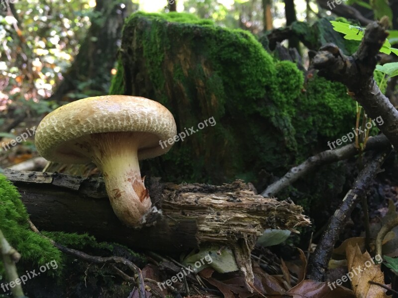 Mushrooms Underwood Autumn Forest Cavanaugh