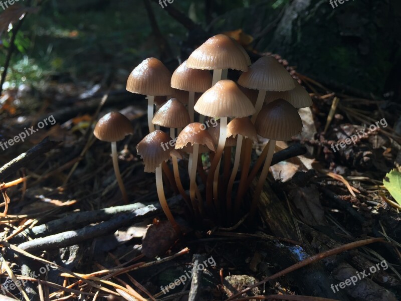 Mushrooms Underwood Autumn Forest Cavanaugh