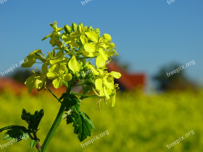 Mustard Fertilizer Yellow Plant Blossom