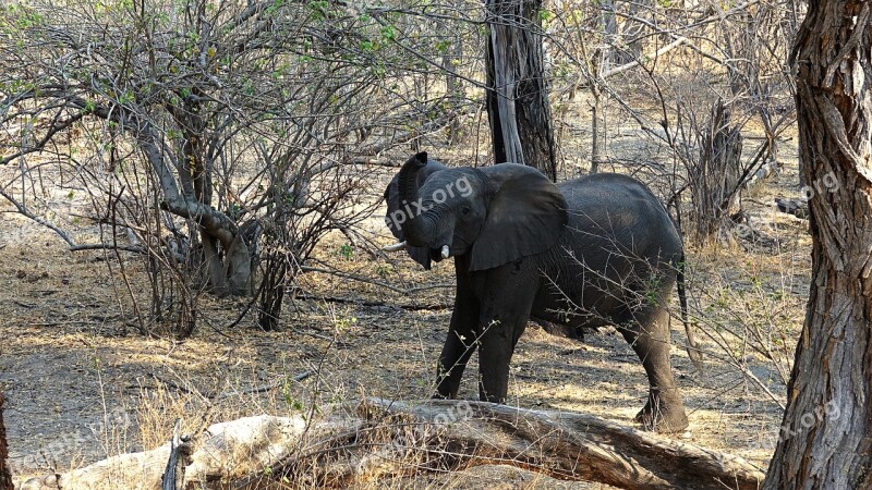 Elephant Botswana Drought Cobe Free Photos