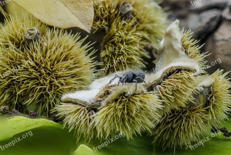 Autumn Beech Nut Nature Fall Beechnut