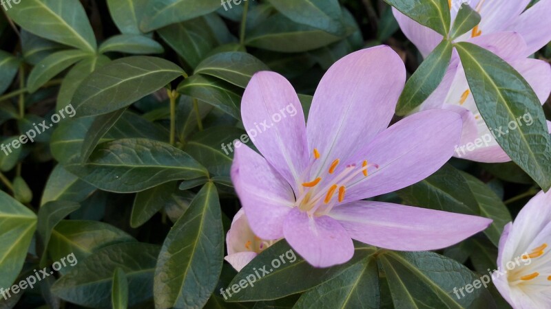 Autumn Crocus Autumn Free Photos