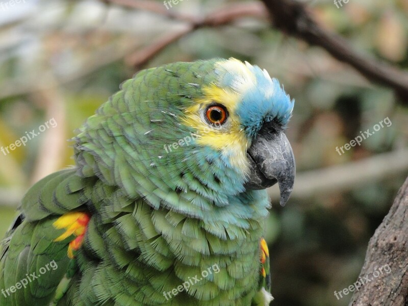 Parrot Animal Tropical Bird Animals Birds