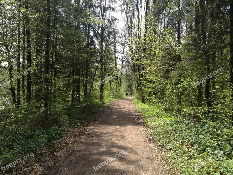 Forest Away Path Nature Forest Path