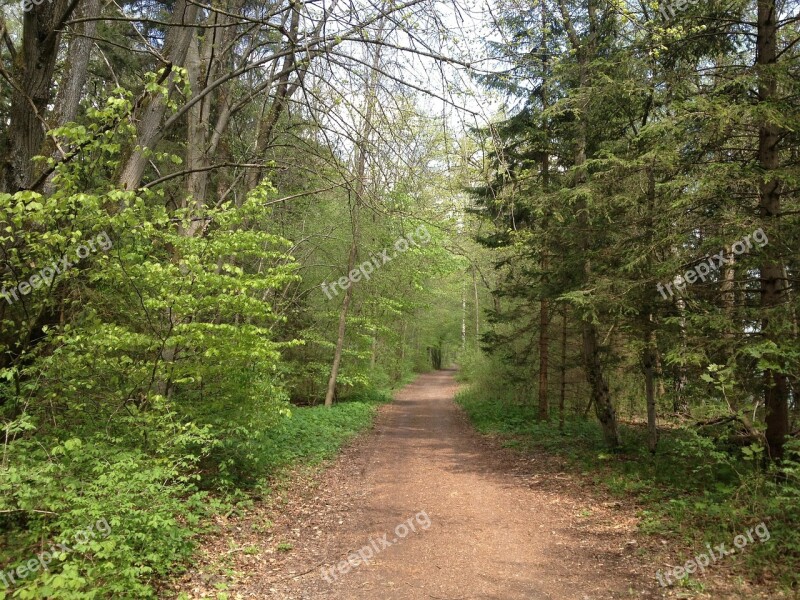 Forest Away Path Nature Forest Path