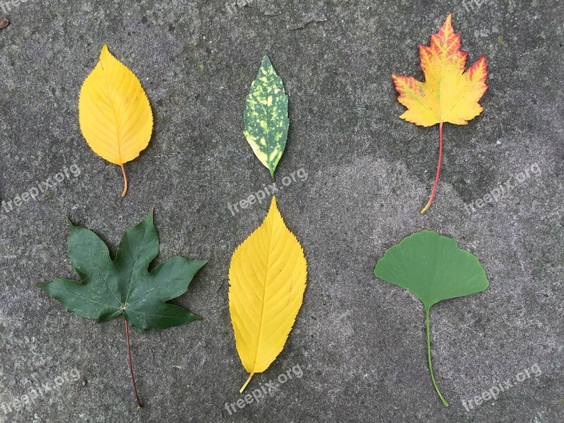 Leaves Autumn Leaves In The Autumn Free Photos