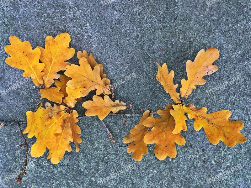 Oak Leaves Autumn Oak Leaves Leaf