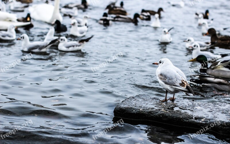 Birds Gulls River Lake Feed