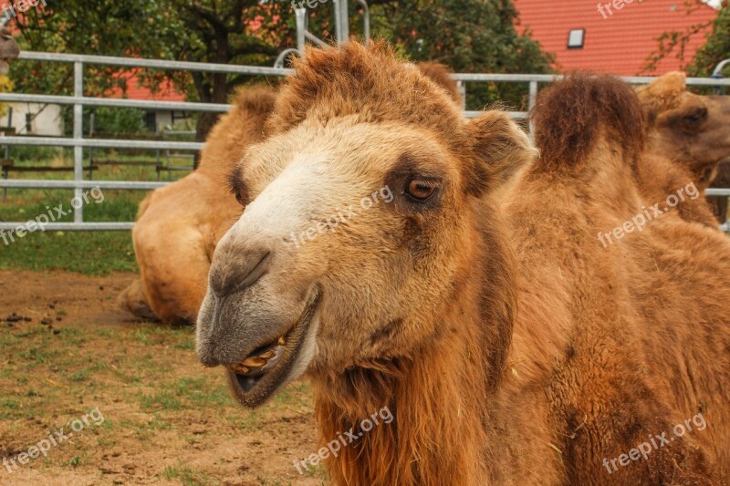 Zoo Camel Circus Desert Ship Animal