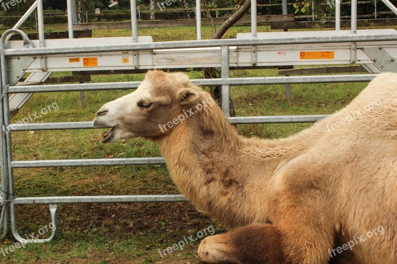 Zoo Camel Circus Desert Ship Animal