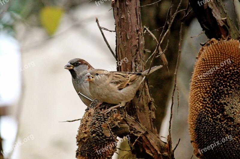 Fodder Tree Bird Sparrow Autumn Garden