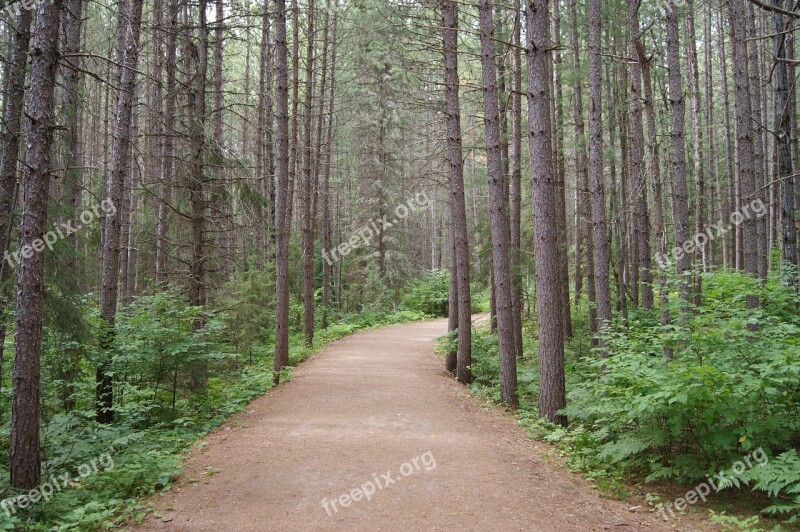 Trail Algonquin Park Ontario Provincial Path